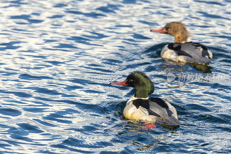 一对普通秋沙(Mergus merganser)